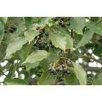 Camphor Oil/brown camphor oil 