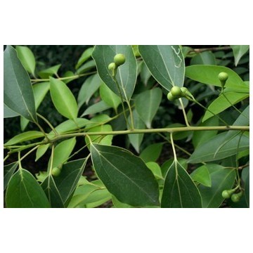 Best Quality Camphor Oil at Low Price 