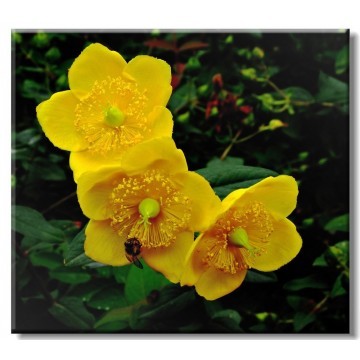 Evening primrose oil pure natural essential oil 