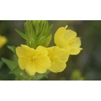 Organic Evening Primrose Essential Oil 