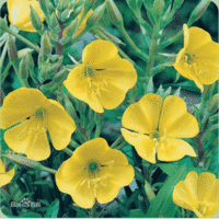 Evening primrose oil,Evening primrose essential oil,CAS 65546-85-2 