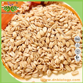 Oat Straw Extract