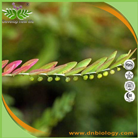 Phyllanthus Niruri Extract