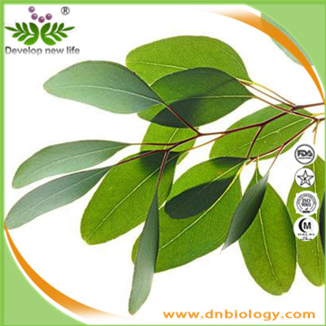 Eucalyptus Extract