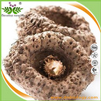 Konjac Extract