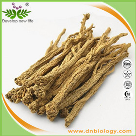 Codonopsis Extract