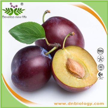 Plum Extract/Prune  Extract