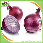 onion extract