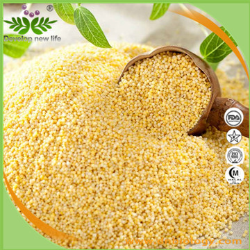 Millet Seed Extract and Millet powder
