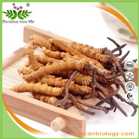 Cordyceps Extract 