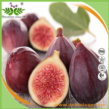 Fig Extract/Fig Powder