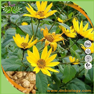 Jerusalem Artichoke Extract