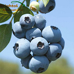 European Bilberry Extract 25%