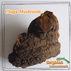 Chaga Mushroom