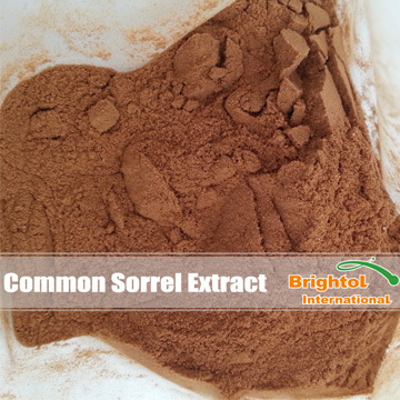 Common Sorrel Extract