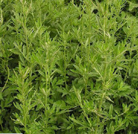 Artemisia Vulgaris Essential Oil