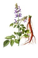 Salvia P.E.