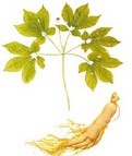 American ginseng P.E.