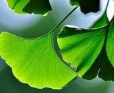 Ginkgo Biloba P.E.