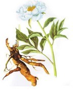 Paeonia lactiflora P.E.