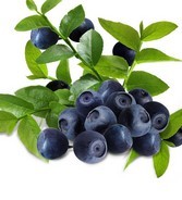 European Bilberry P.E.