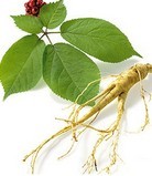 Asian Ginseng Stem and Leaf P.E.