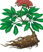 Panax Notoginseng P.E.