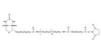 Biotin PEG Succinimidyl Glutaramide