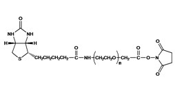 Biotin PEG Succinimidyl Carboxymethyl Ester