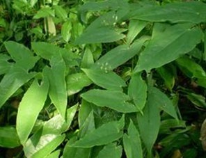 Epimedium Extract