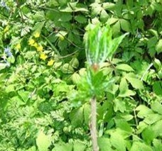Siberian Ginseng Liquid Extractive