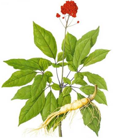 Panax Ginseng General Ginsenosides P.E