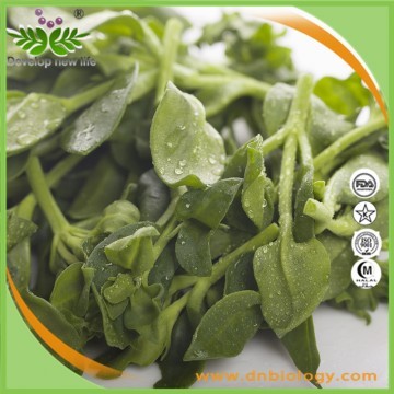 Natural Andrographis Paniculata Extract Powder.Andrographolide 99%