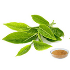 Green Tea Extract