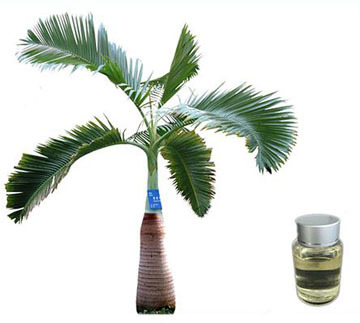 Saw Palmetto Extract