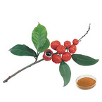 Guarana Extract