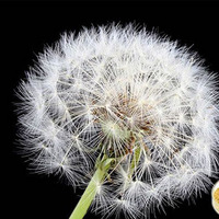 Dandelion Extract