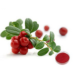 Cranberry Extract