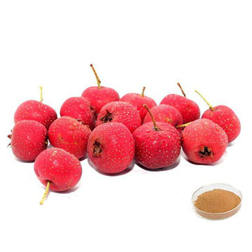 Hawthorn Berry Extract