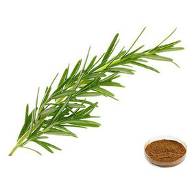 Rosemary Extract Powder