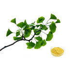 Ginkgo Biloba Extract