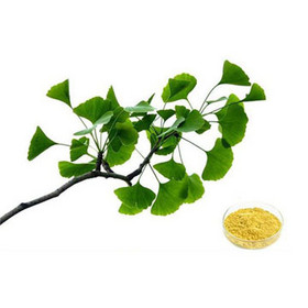 Ginkgo Biloba Extract