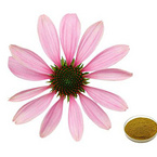 Echinacea Extract Powder