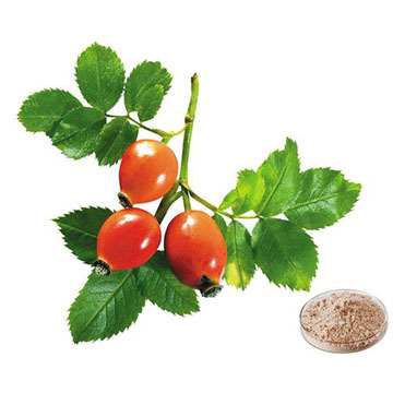 Rose hip Extract