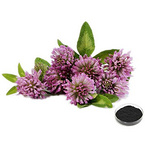 Red Clover Extract