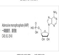 Adenosine monophosphate