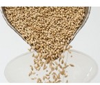 Australian barley