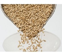 Australian barley