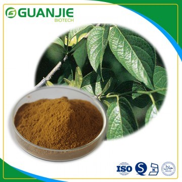 Eucommia green acid /Eucommia Ulmoides P.E  with free sample in stock