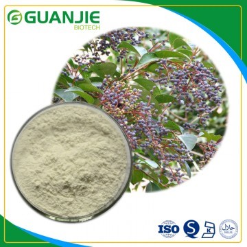 Oleanolic acid High purity natural extraction with good price in bulk